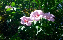 Maybe Rose of Sharon?